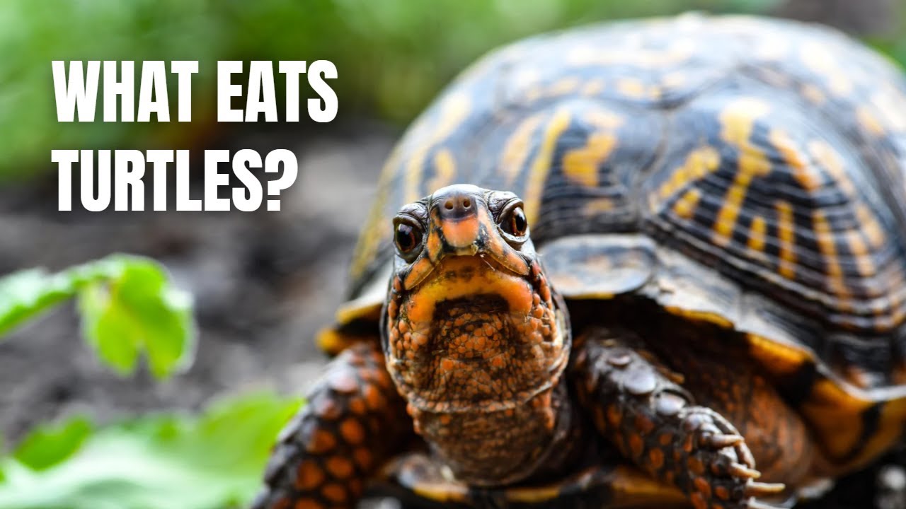 What Eats Turtles In A Pond Predators Unveiled