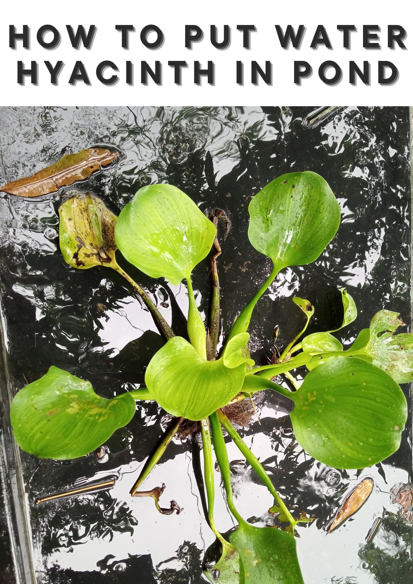 When And How To Plant Water Hyacinths In Ponds