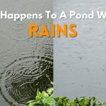 What Happens To A Pond When It Rains