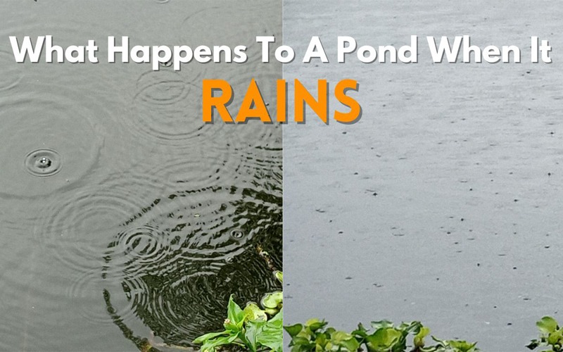 What Happens To A Pond When It Rains