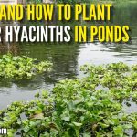 How To Plant Water Hyacinths In Ponds