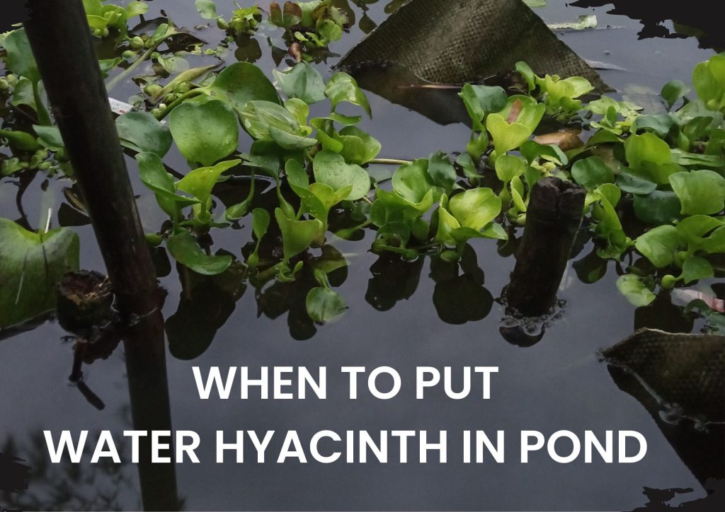 When And How To Plant Water Hyacinths In Ponds