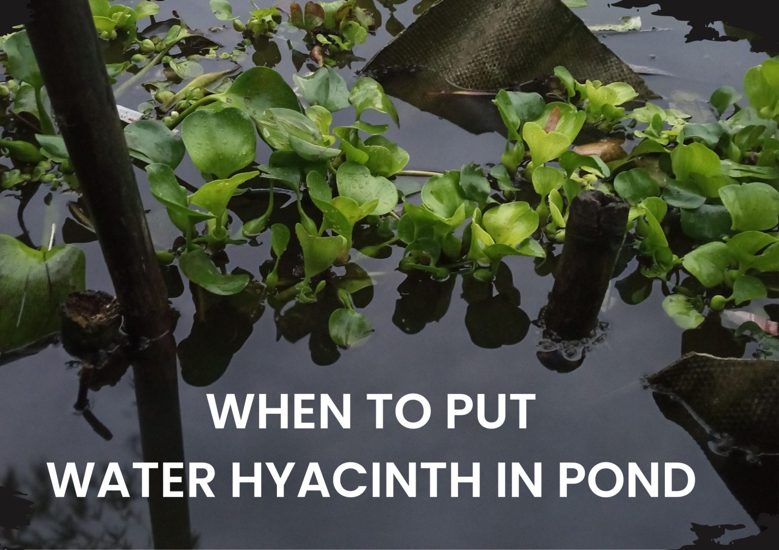 When And How To Plant Water Hyacinths In Ponds