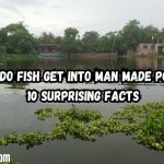 How Do Fish Get Into Man Made Ponds