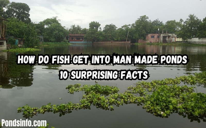How Do Fish Get Into Man Made Ponds