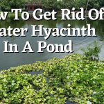 How To Get Rid Of Water Hyacinth In A Pond