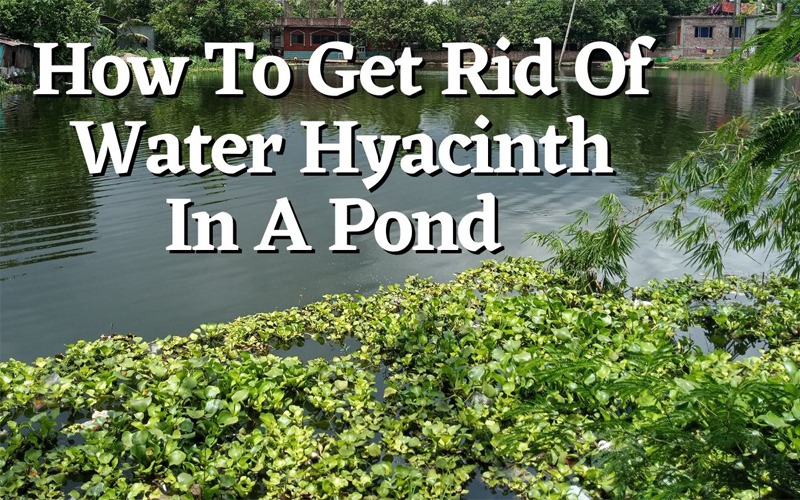 How To Get Rid Of Water Hyacinth In A Pond