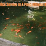 Can Goldfish Survive In A Pond Without Being Fed