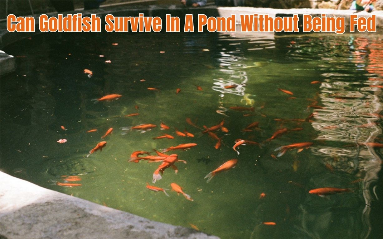 Can Goldfish Survive In A Pond Without Being Fed How Long?