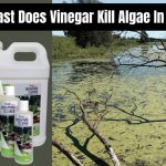 How Fast Does Vinegar Kill Algae In Ponds