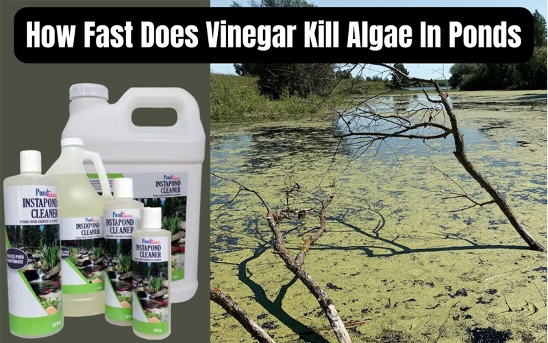 How Fast Does Vinegar Kill Algae In Ponds