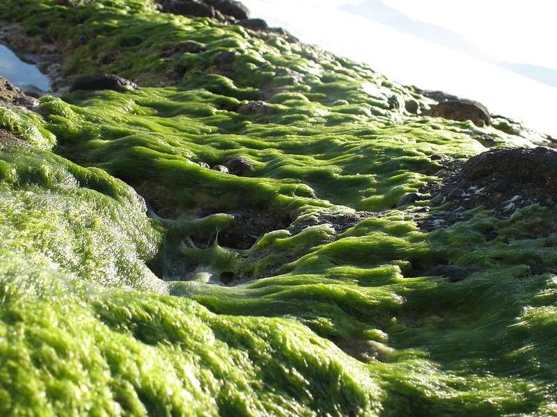 How To Get Rid Of Pond Algae Without Killing Fish Manually & Naturally