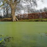 How To Get Rid Of Pond Algae Without Killing Fish