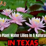 How To Plant Water Lilies In A Natural Pond In Texas