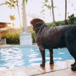 Best Pool Skimmers For Dog Hairs