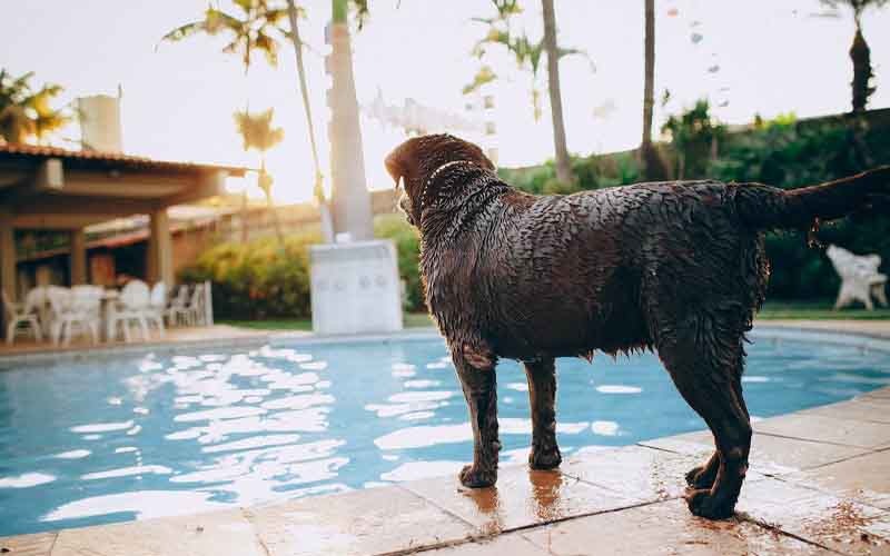Best Pool Skimmers For Dog Hairs