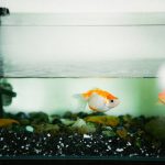 Can Goldfish Survive 2 Days Without Food