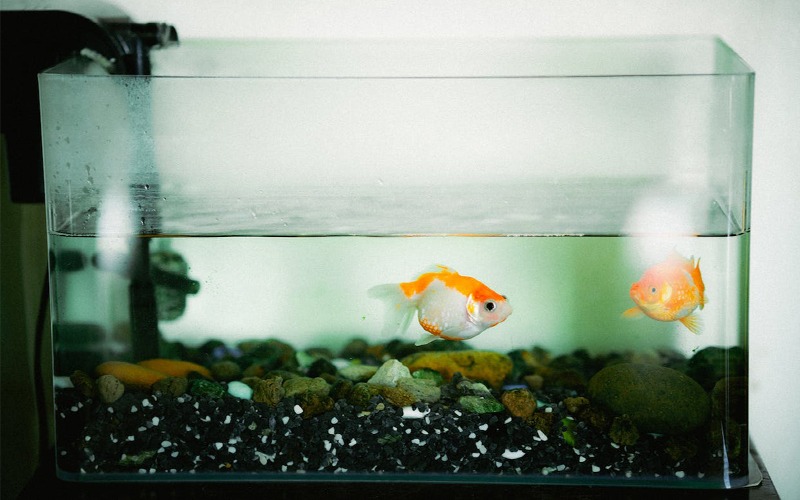 Can Goldfish Survive 2 Days Without Food