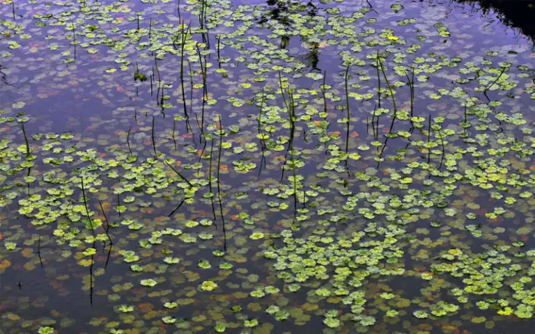 Does Vinegar Kill Algae In Ponds - Actually Works? Amazing Facts!