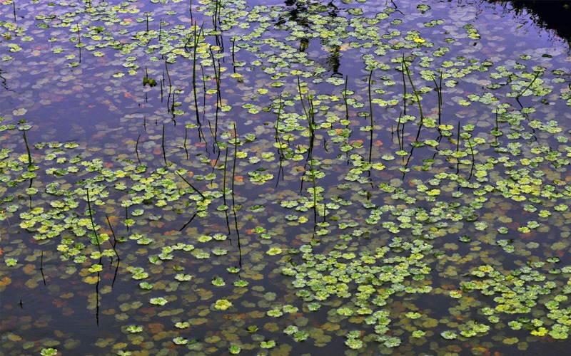 Does Vinegar Kill Algae In Ponds Actually Works? Amazing Facts!
