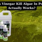 Does Vinegar Kill Algae In Ponds