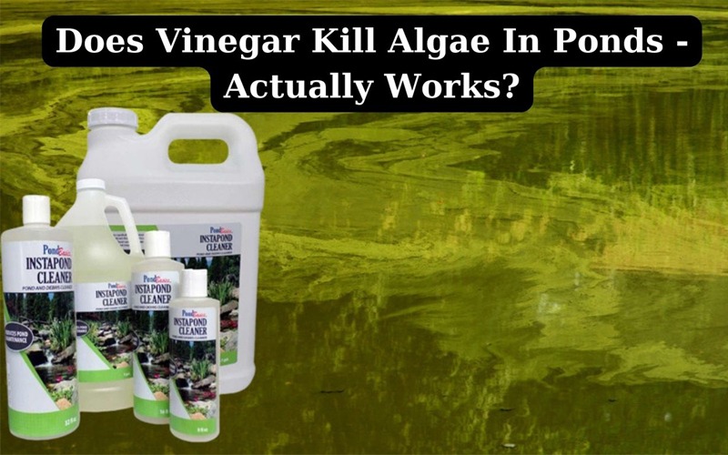 Does Vinegar Kill Algae In Ponds