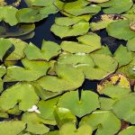 How To Get Lily Pads Out Of Pond