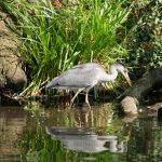 How To Keep Blue Heron From Eating Pond Fish