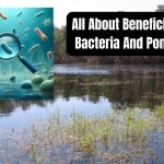 What Are Beneficial Bacteria For Ponds