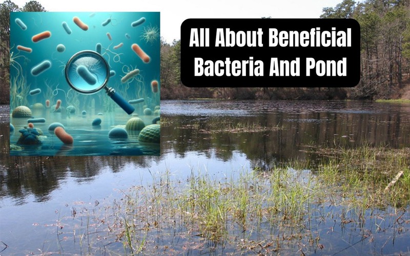What Are Beneficial Bacteria For Ponds