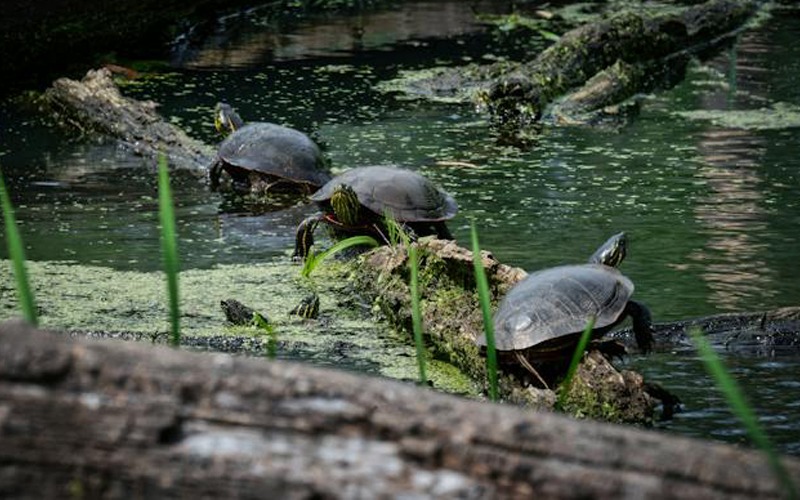 Does Vinegar Kill Algae In Ponds Actually Works? Amazing Facts!