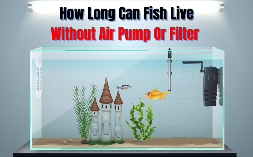 How Long Can Fish Live Without Air Pump Or Filter