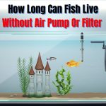 How Long Can Fish Live Without Air Pump Or Filter