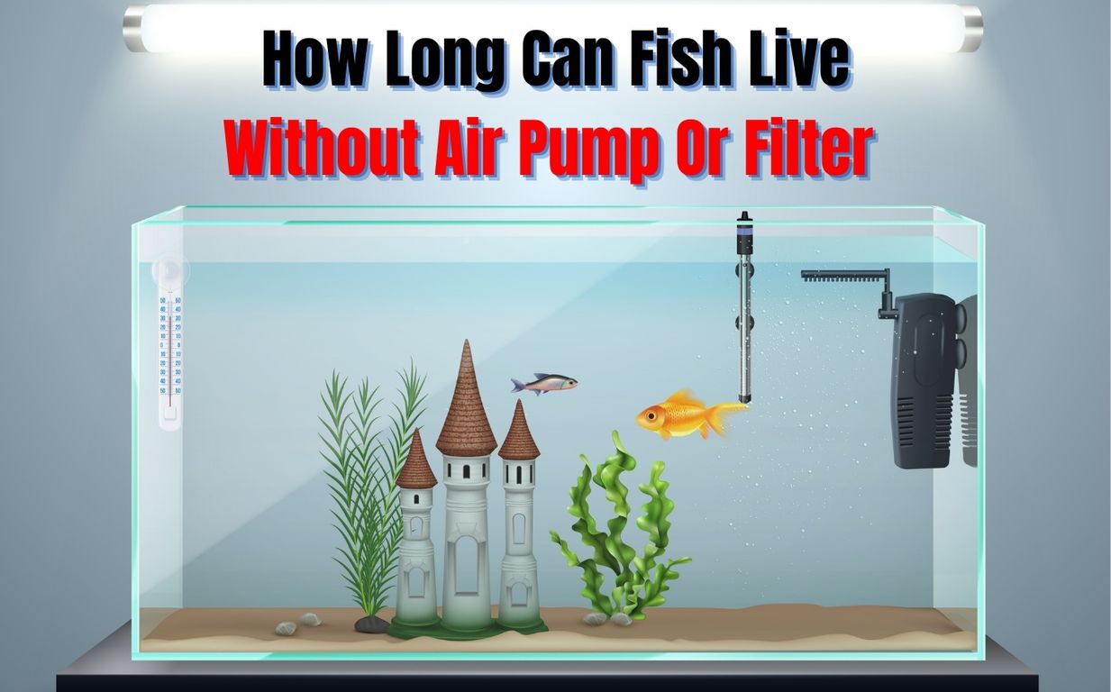 How Long Can Fish Live Without Air Pump Or Filter Betta, Goldfish