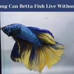 How Long Can Betta Fish Live Without Food