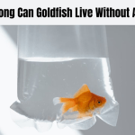 How Long Can Goldfish Live Without A Filter