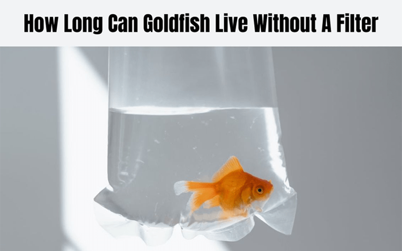 How Long Can Goldfish Live Without A Filter