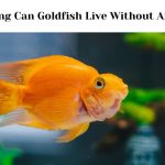 How Long Can Goldfish Live Without Air Pump