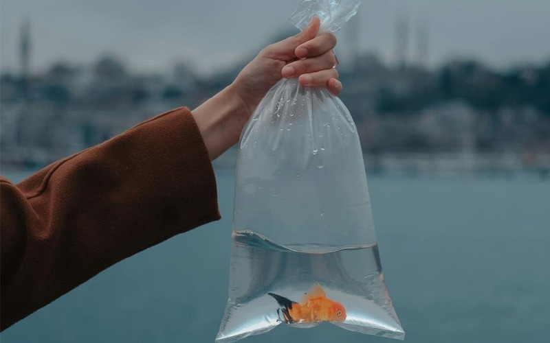 How Long Can Goldfish Live Without Air Pump Or Filter