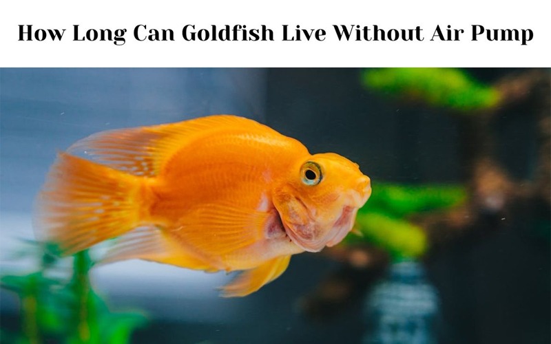 How Long Can Goldfish Live Without Air Pump