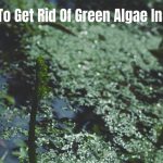 How To Get Rid Of Green Algae In Pond