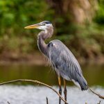 What Time Of Year Do Herons Attack Ponds