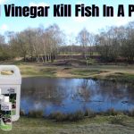 Will Vinegar Kill Fish In A Pond