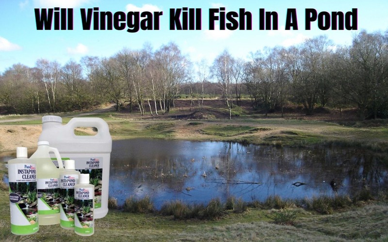 Will Vinegar Kill Fish In A Pond