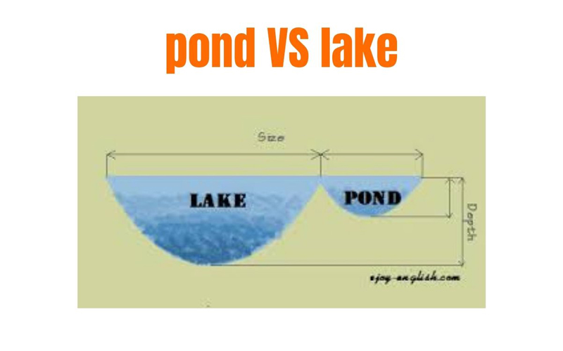 What is a primary distinction between ponds and lakes