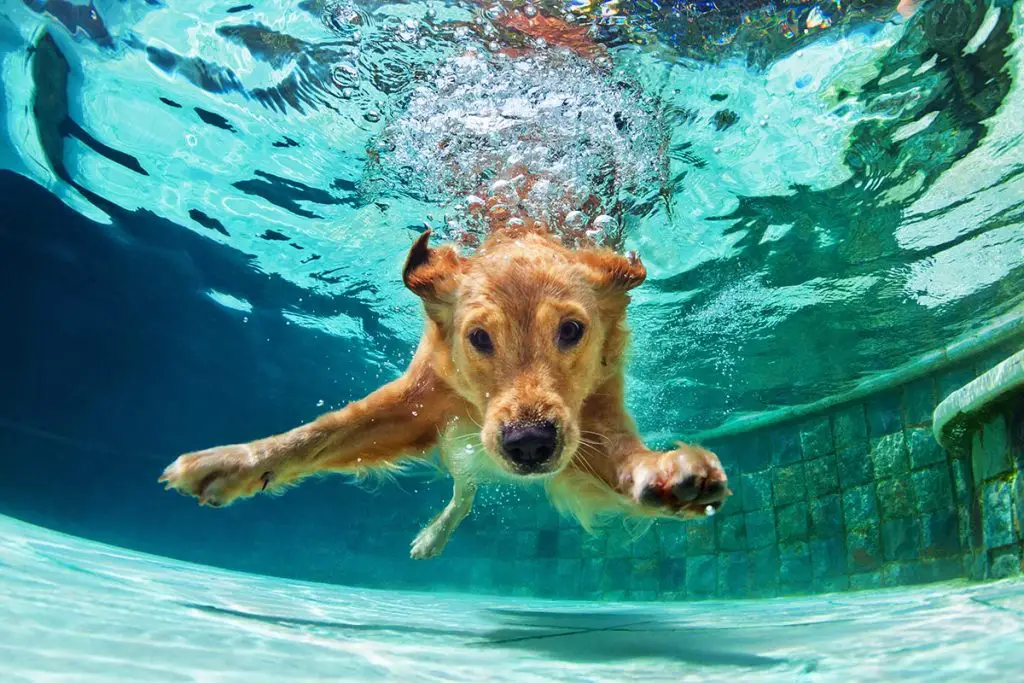 Can Dogs Swim in a Chlorine Pool