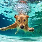 Can Dogs Swim in a Chlorine Pool