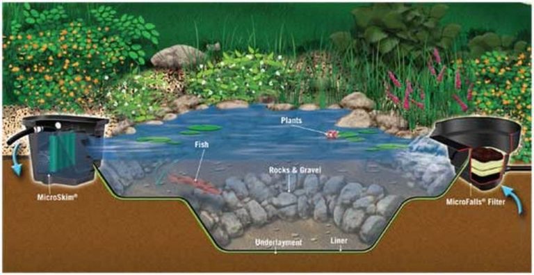 How Deep Should Koi Pond Be? Essential Guide for Optimal Fish Health