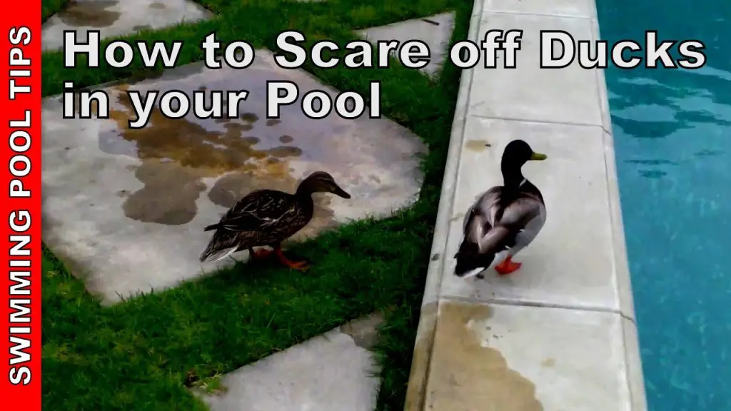 How to Deter Ducks from a Pool