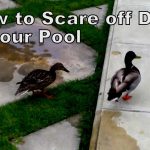 How to Deter Ducks from a Pool